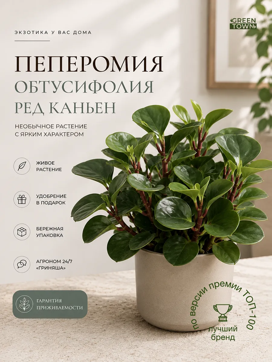Пеперомия Обтусифолия Ред Каньон живое растение