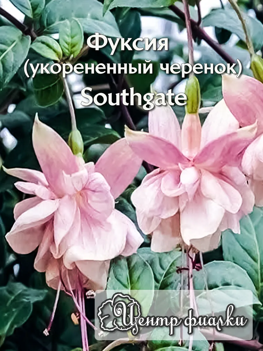Фуксия Southgate (укорененный черенок)