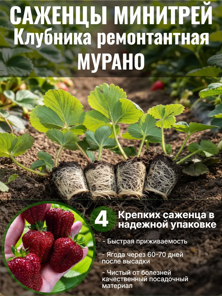 Саженцы клубники ремонтантной Мурано ЗКС