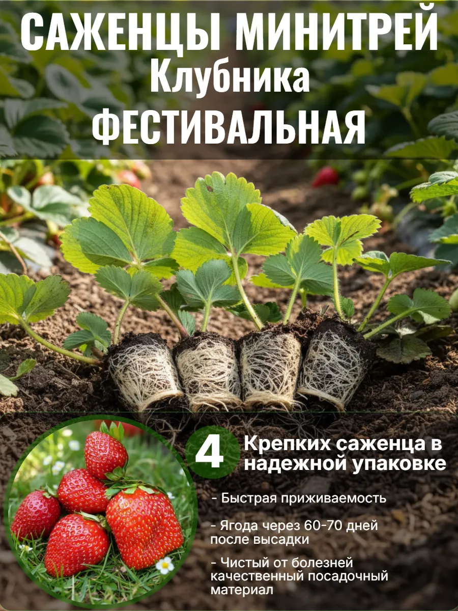 Саженцы клубники Фестивальная ЗКС