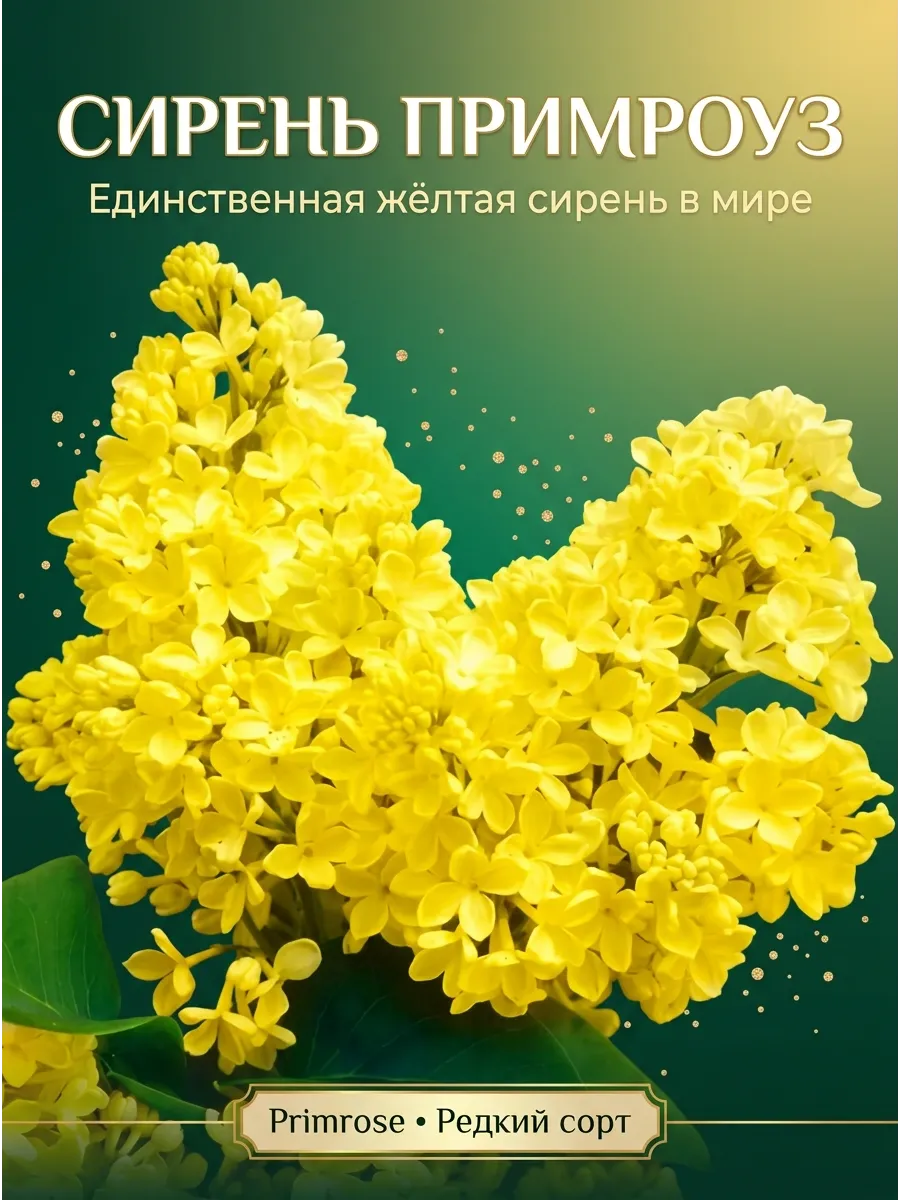 Сирень желтая Примроуз саженец