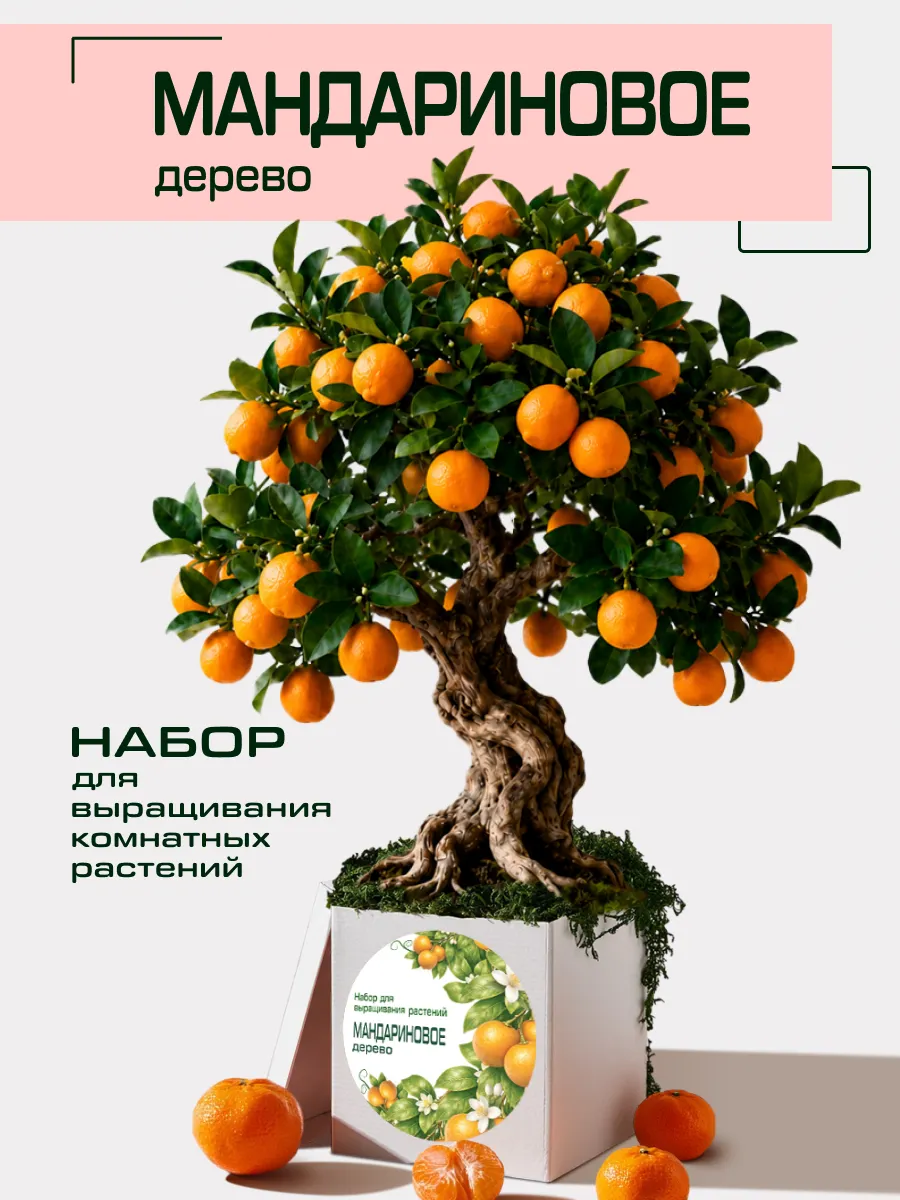 Набор для выращивания комнатных растений Мандарин