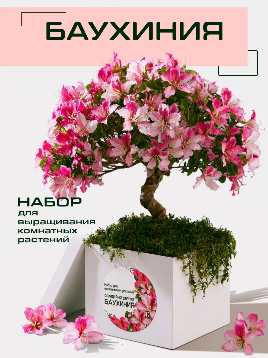 Набор для выращивания комнатных растений Баухиния