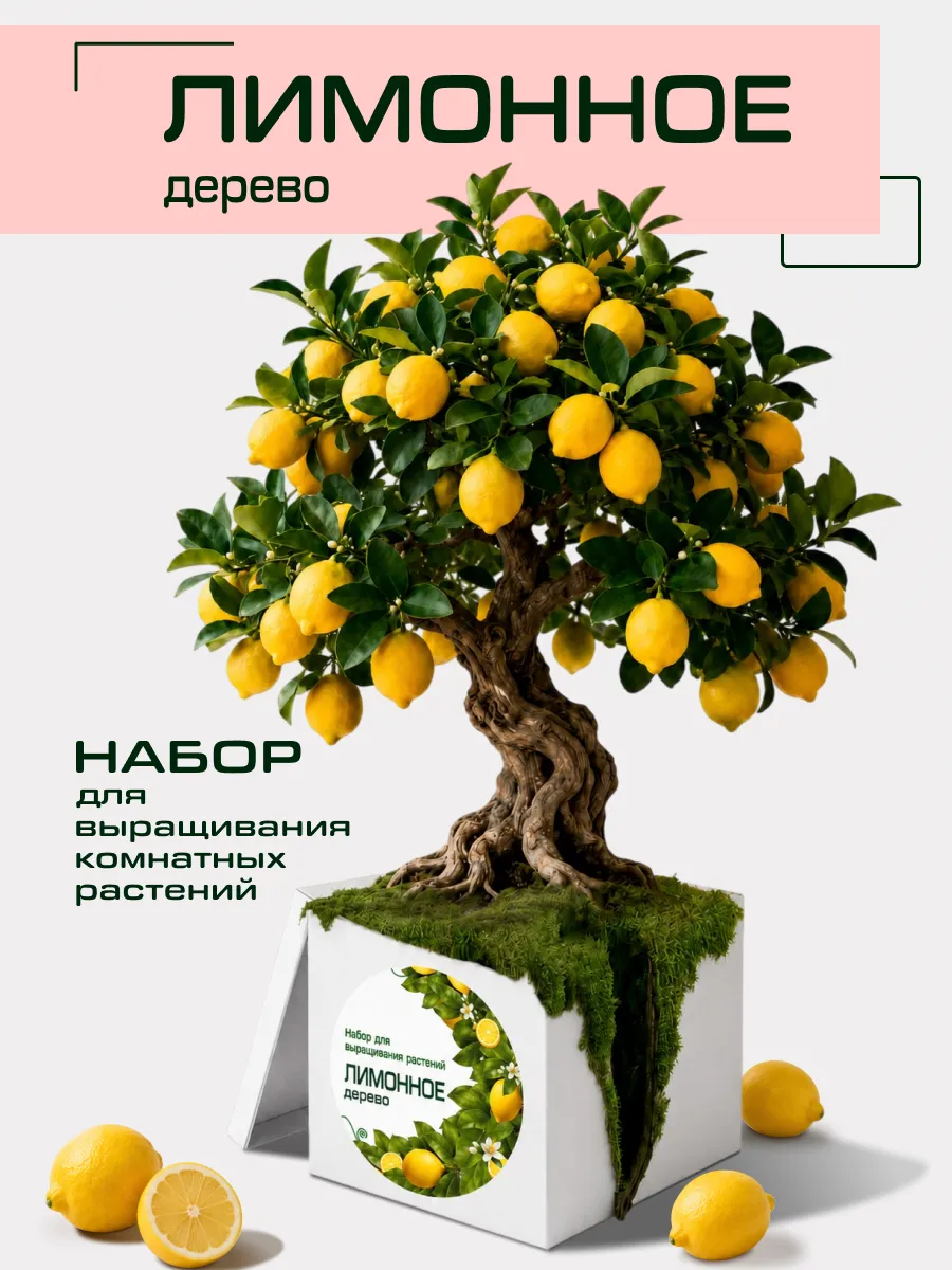 Набор для выращивания комнатных растений Лимон