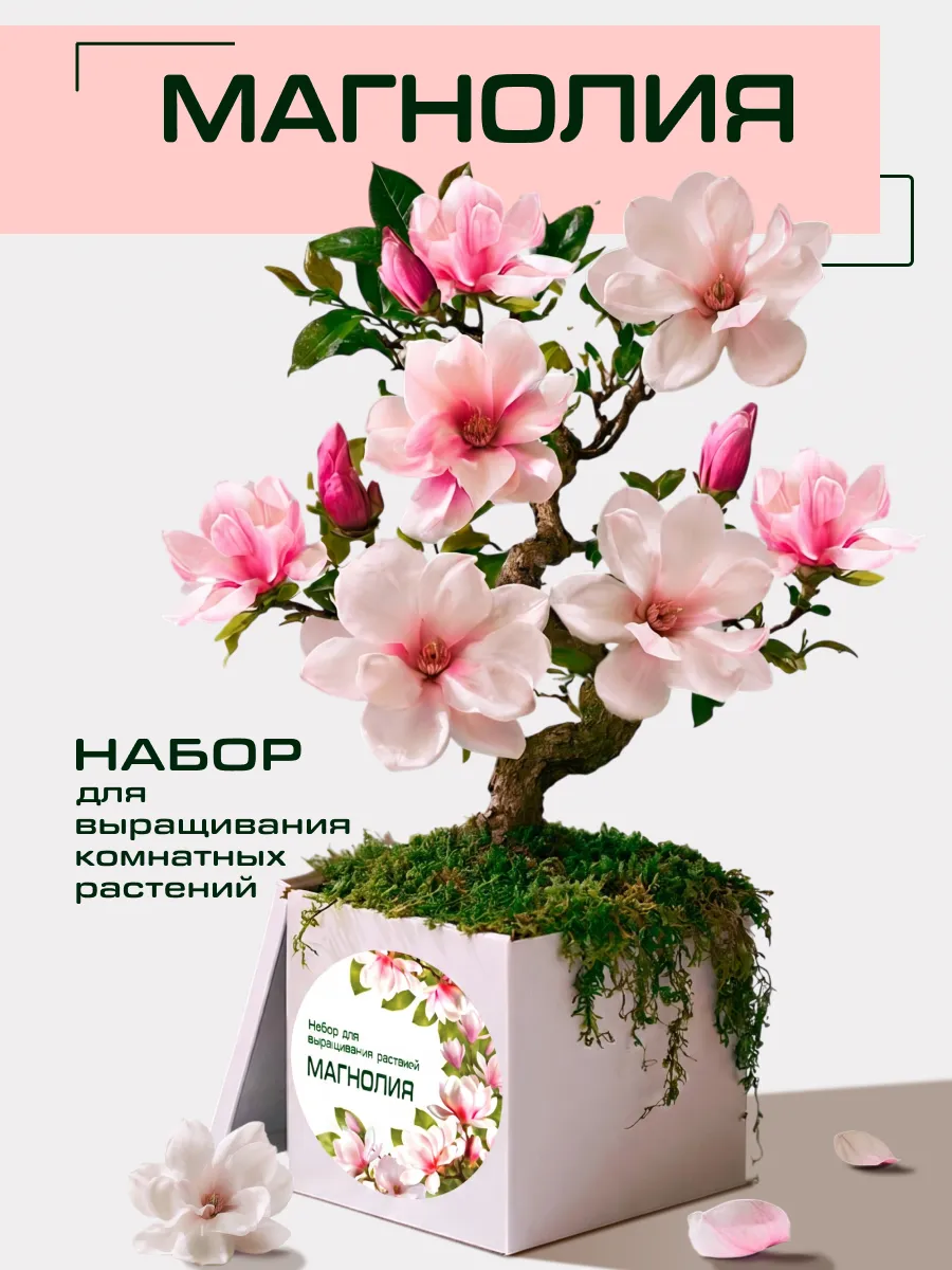 Набор для выращивания комнатных растений Магнолия