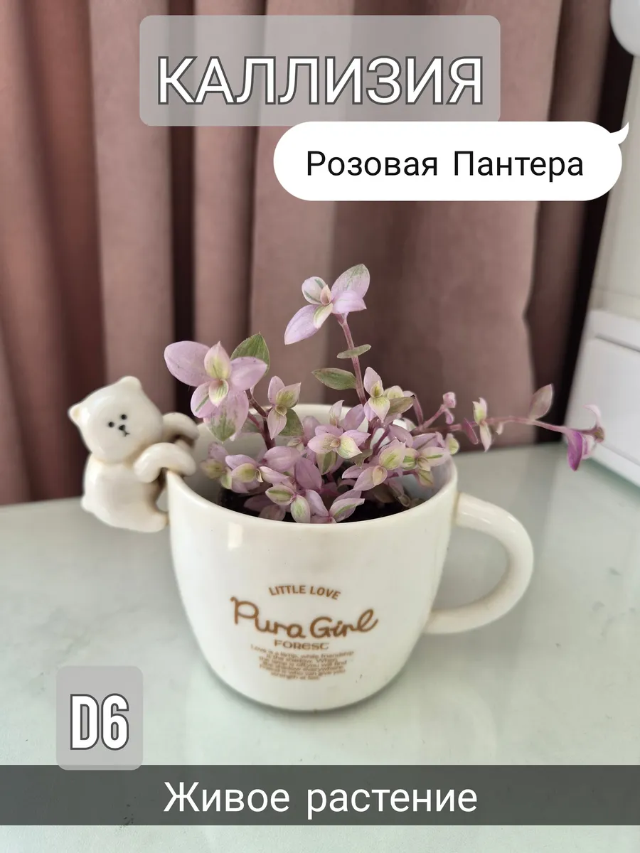 Каллизия Розовая пантера D6 живое растение