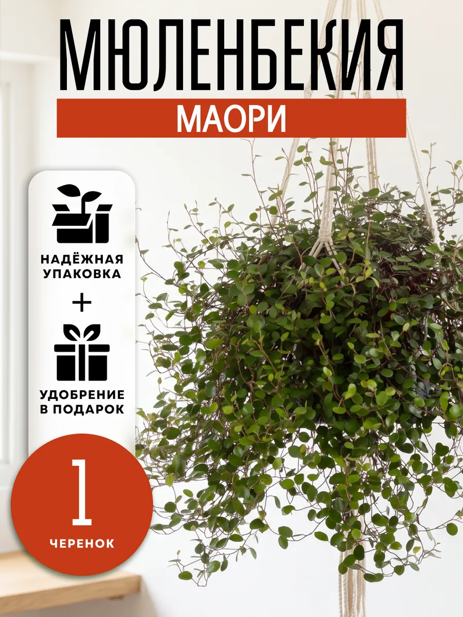 Мюленбекия Маори живое комнатное растения черенок
