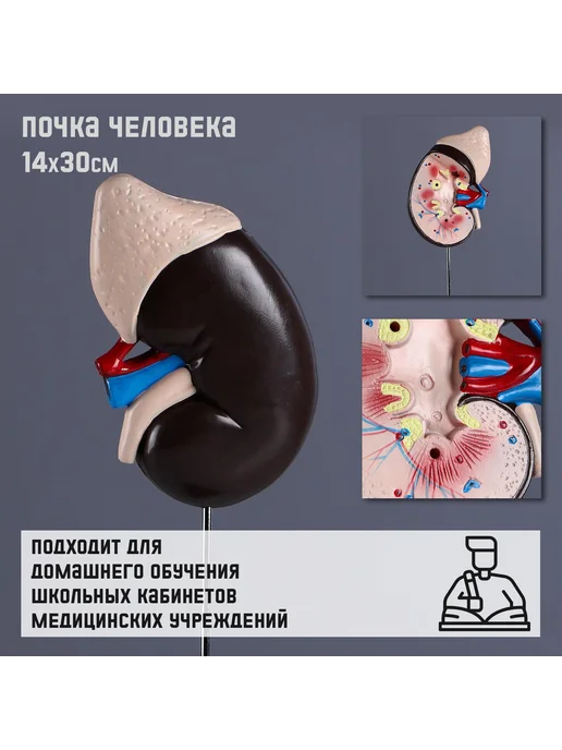 Сималенд Анатомическая модель, вариант