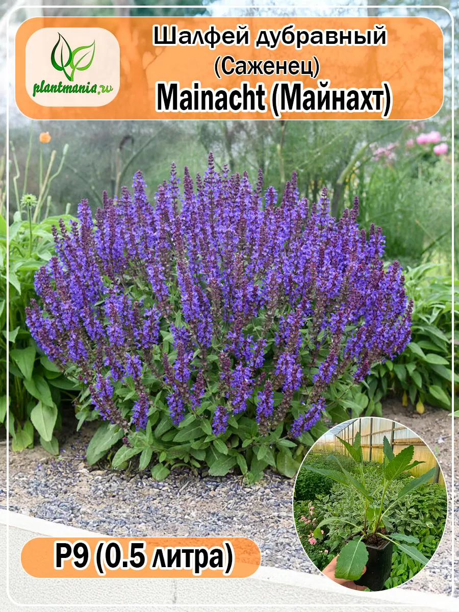 Шалфей дубравный Mainacht (Майнахт) P9
