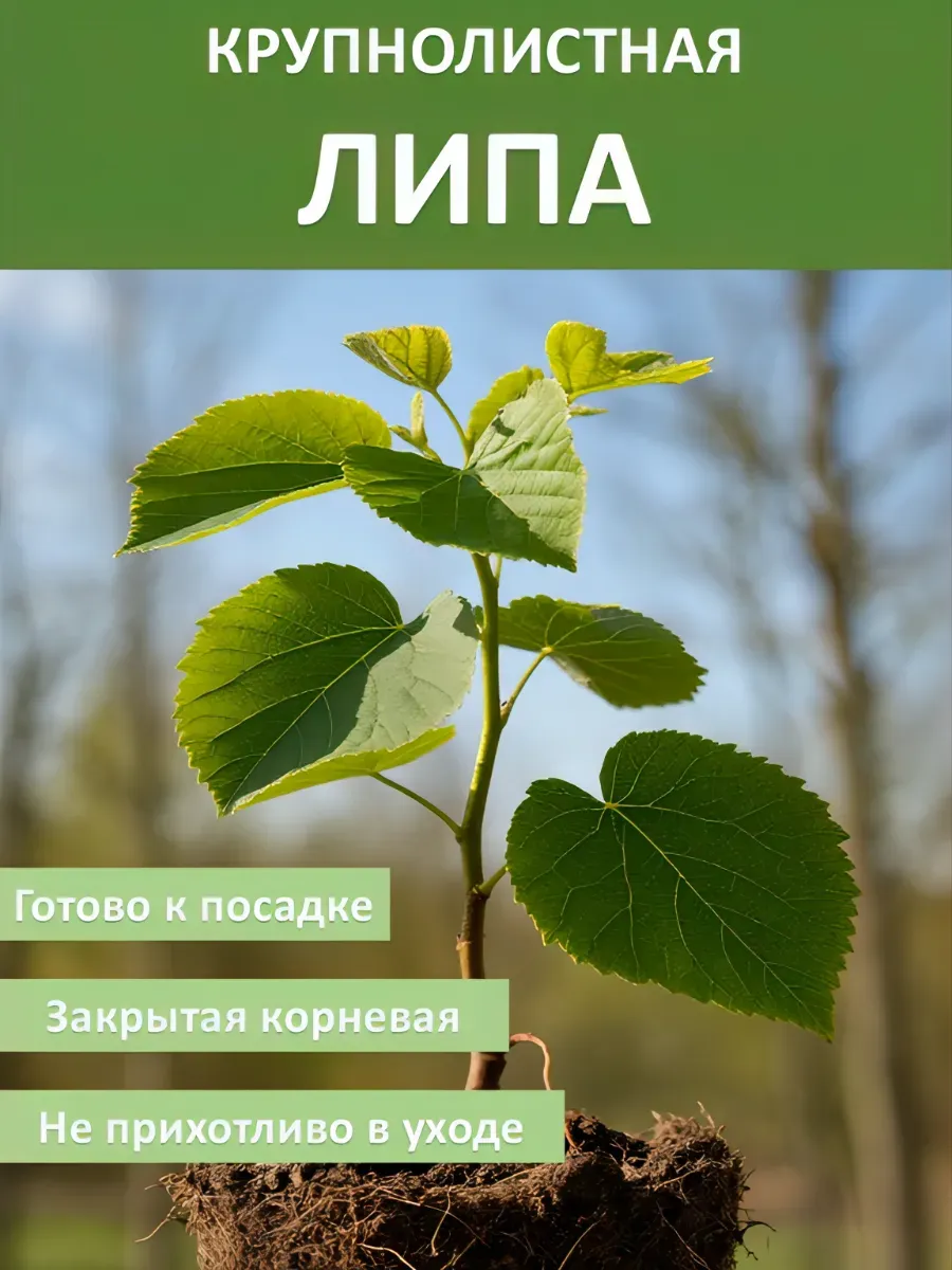 Липа обыкновенная саженец 20-40 см ЗКС