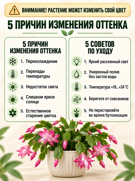 Декабрист Шлюмбергера живой черенок, вариант, фото 5