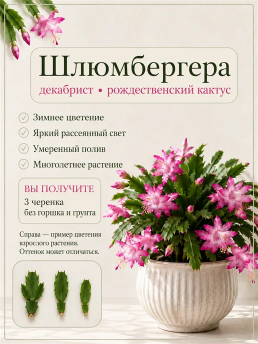 Декабрист Шлюмбергера живой черенок, вариант, фото 8