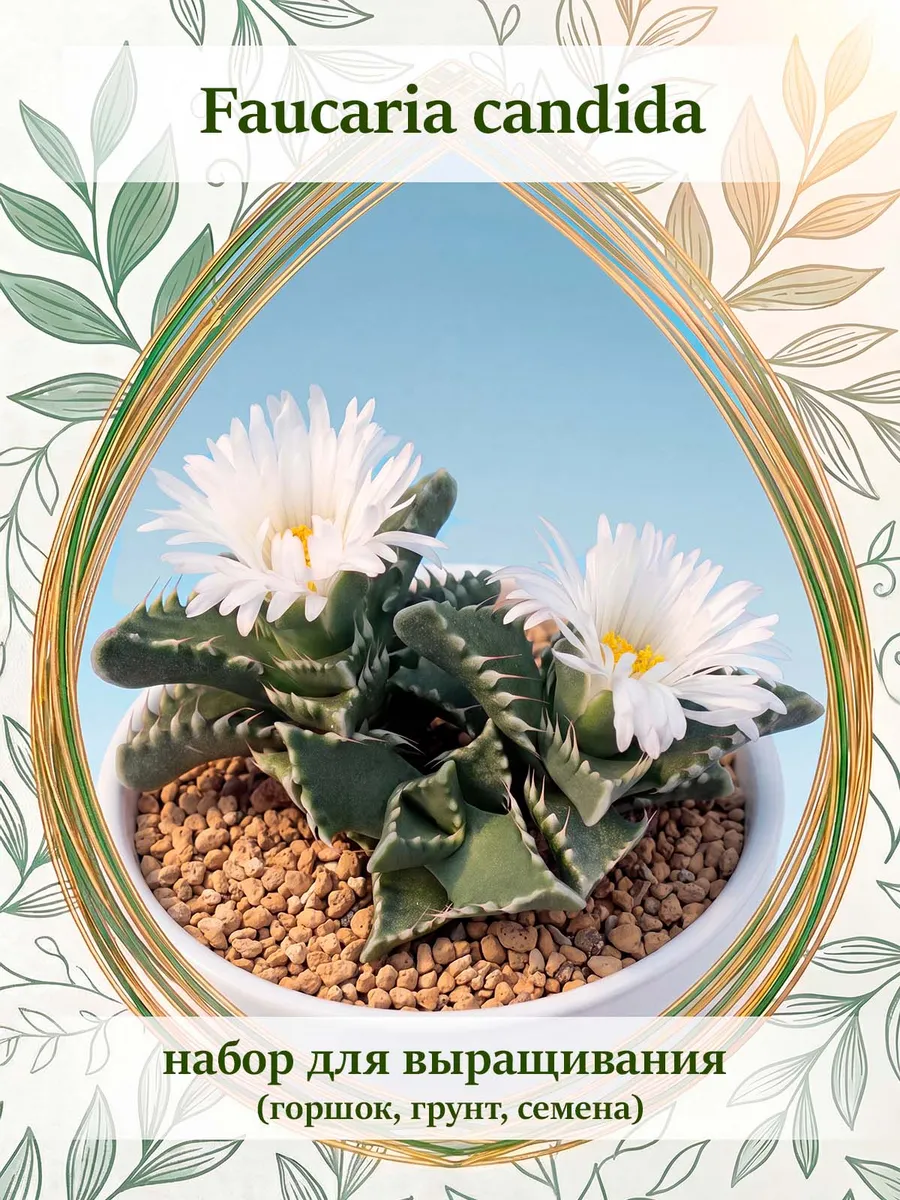 Faucaria candida (набор для выращивания)