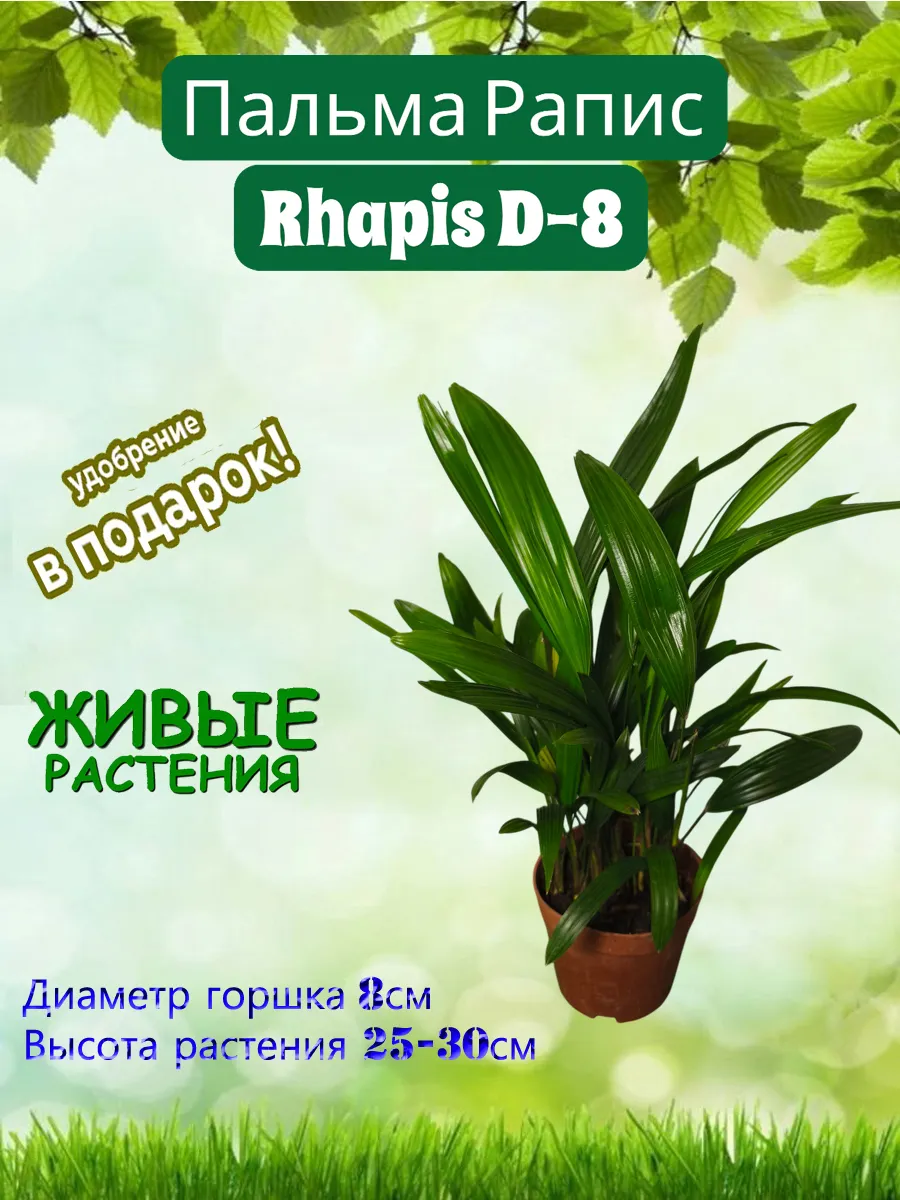 Пальма Рапис Rhapis D-8