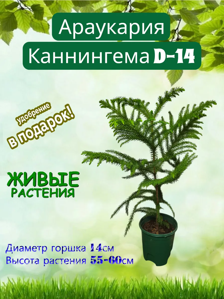 Араукария Каннингема D-14