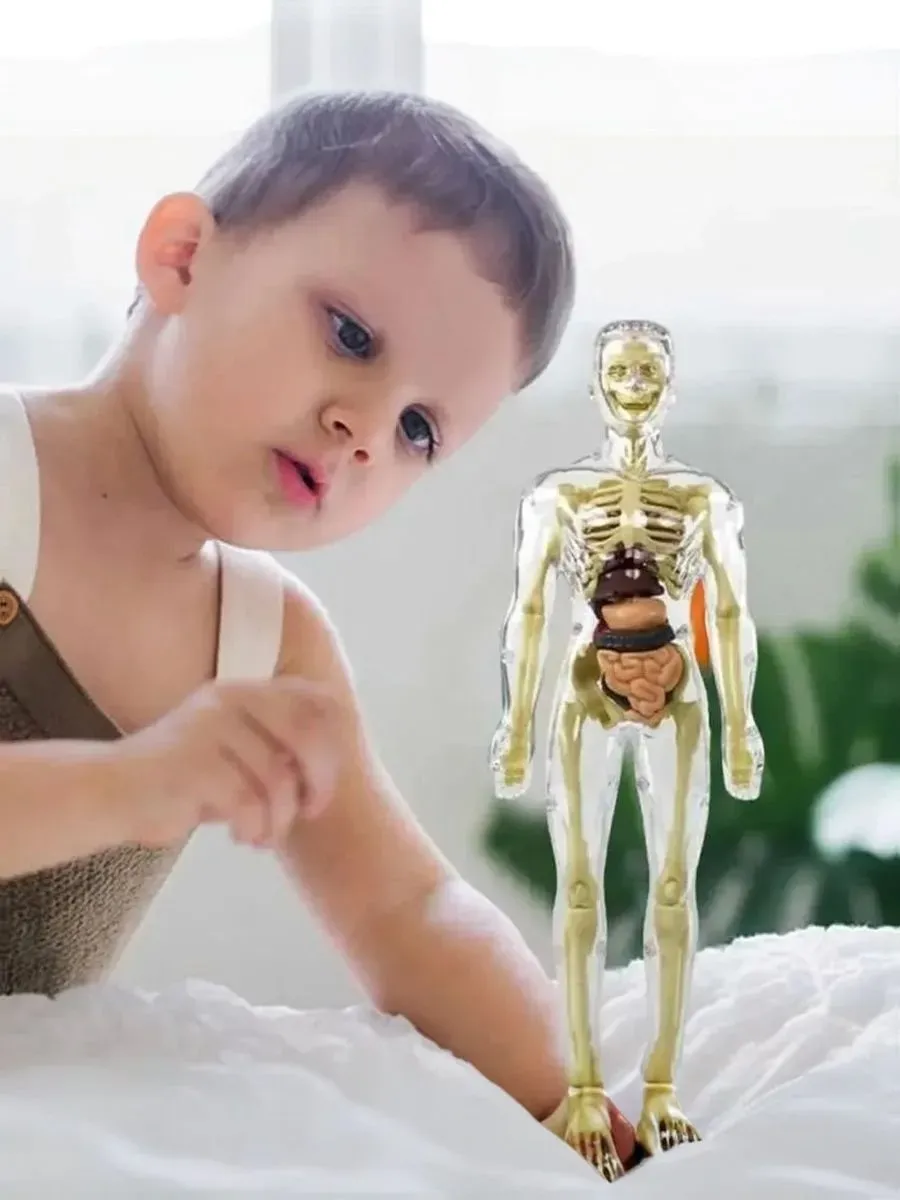 Анатомическая 3D-модель человека, прозрачная, съемные органы
