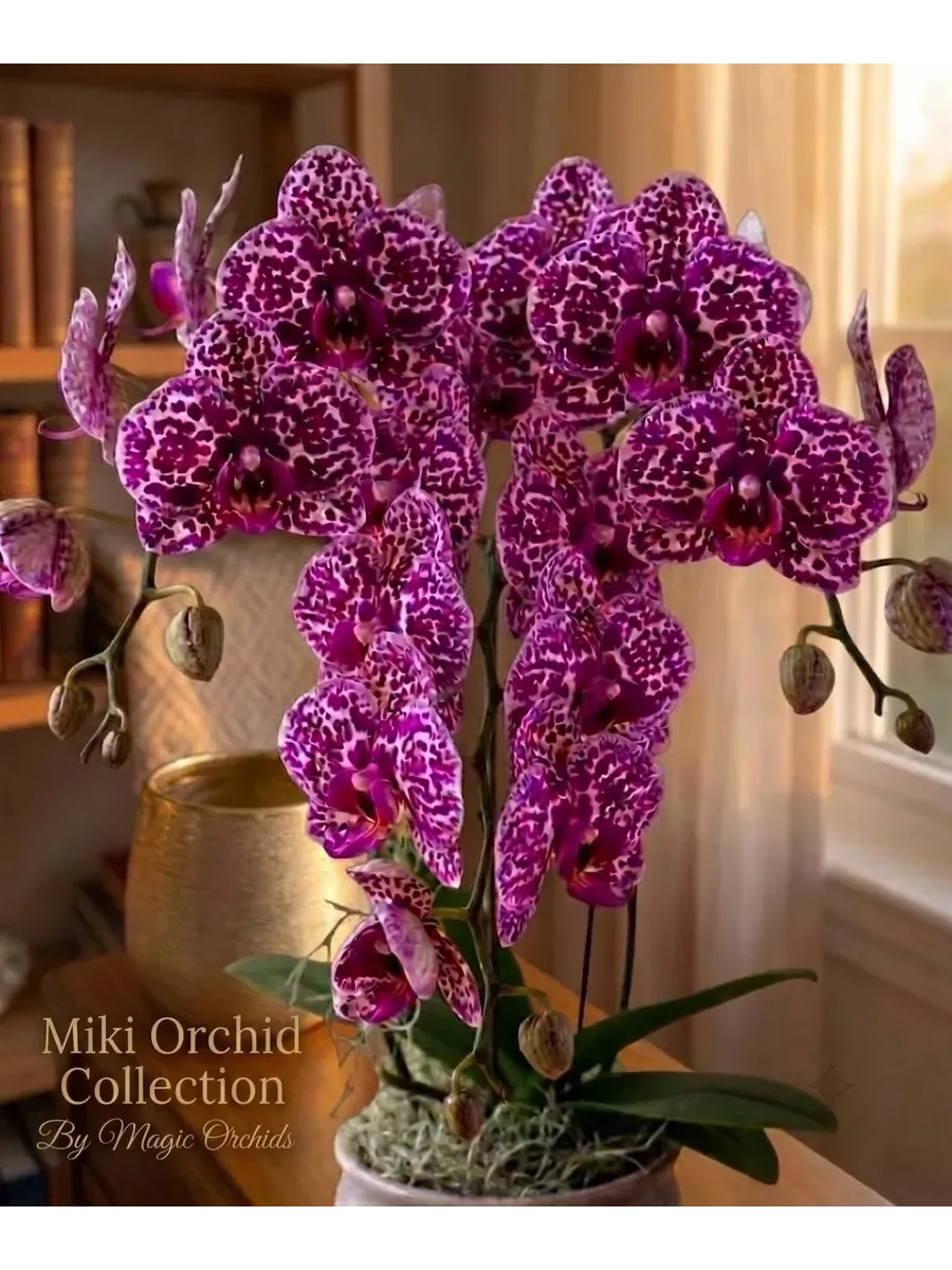 Орхидея живая Phal. Lioulin Wild Cat - 2,5"