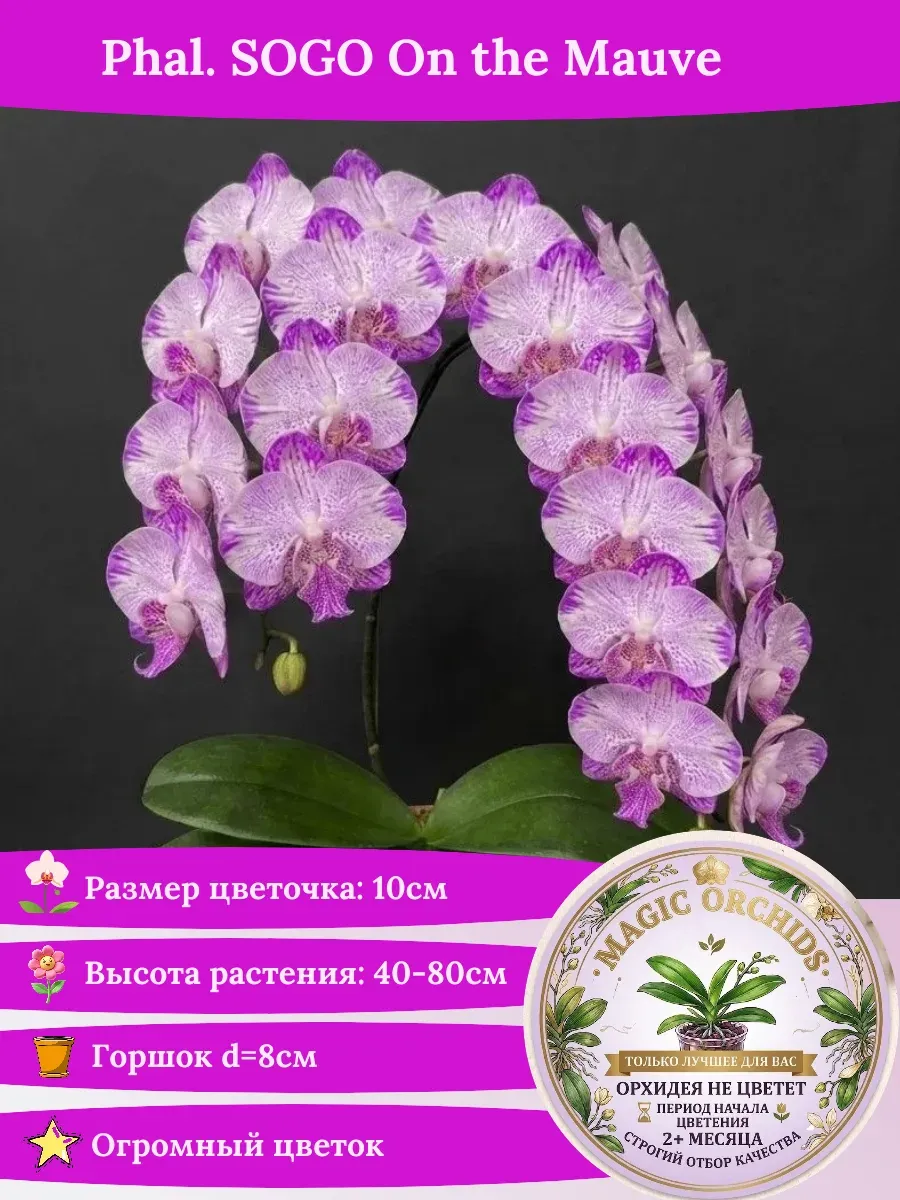 Орхидея живая Phal. SOGO On the Mauve - 2,5"