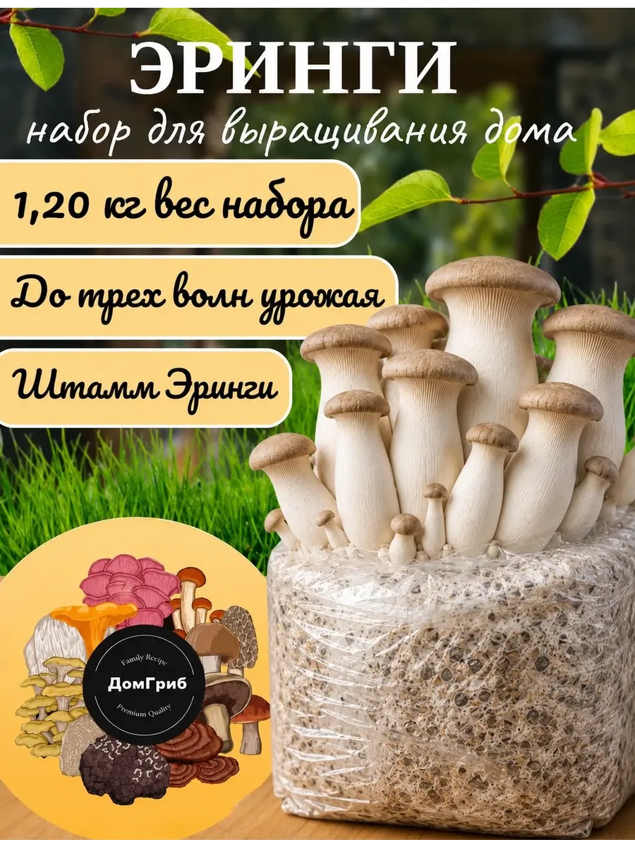 Набор для выращивания грибов Эринги
