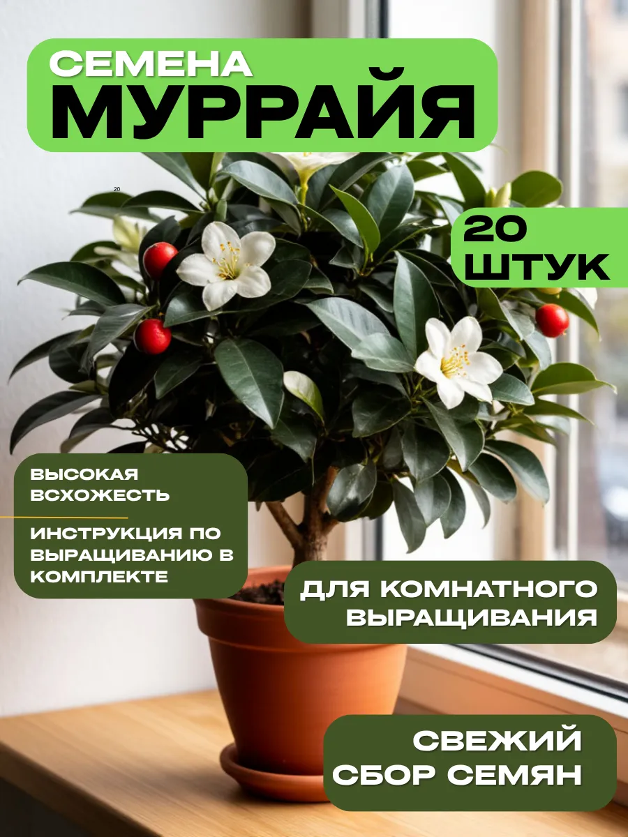Семена Муррайя метельчатая 20 штук