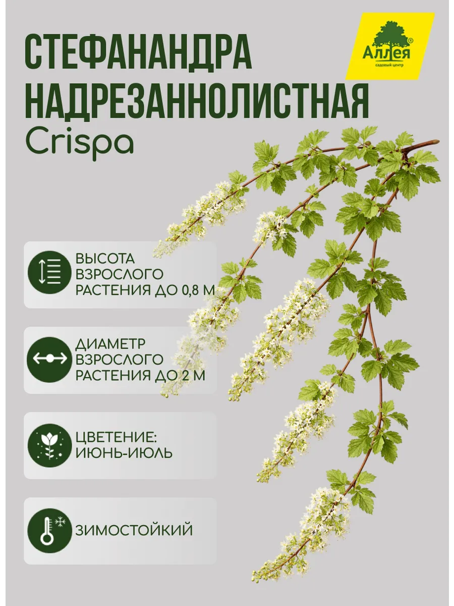 Стефанандра надрезаннолистная Crispa P9