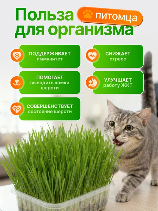 Мурмули Трава для кошек и других питомцев в бутыле на 360 дней, вариант, фото 3