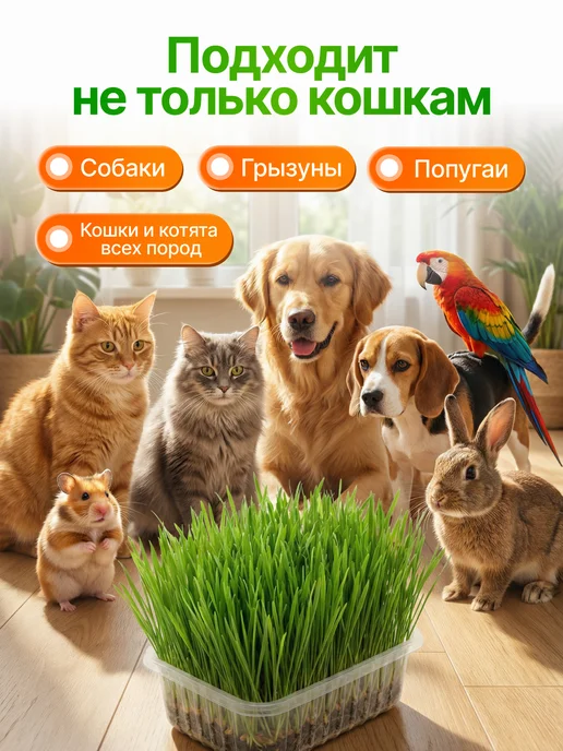 Мурмули Трава для кошек и других питомцев в бутыле на 360 дней, вариант, фото 6