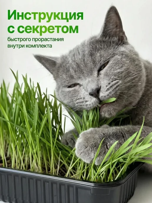 Мурмули Трава для кошек и других питомцев в бутыле на 360 дней, вариант, фото 7