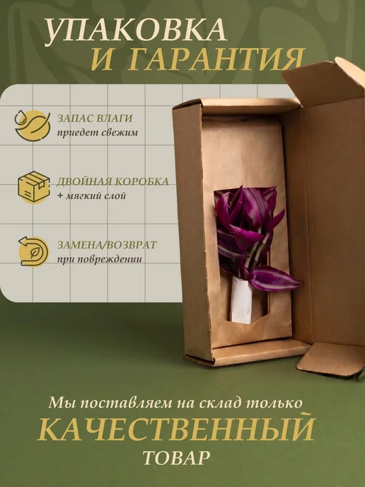 Я ЧЕРЕНОК ЦВЕТОК Традесканция Юникорн живое комнатное растение черенки, бежевый, фото 5