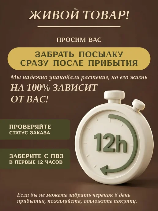Я ЧЕРЕНОК ЦВЕТОК Традесканция Юникорн живое комнатное растение черенки, бежевый, фото 7