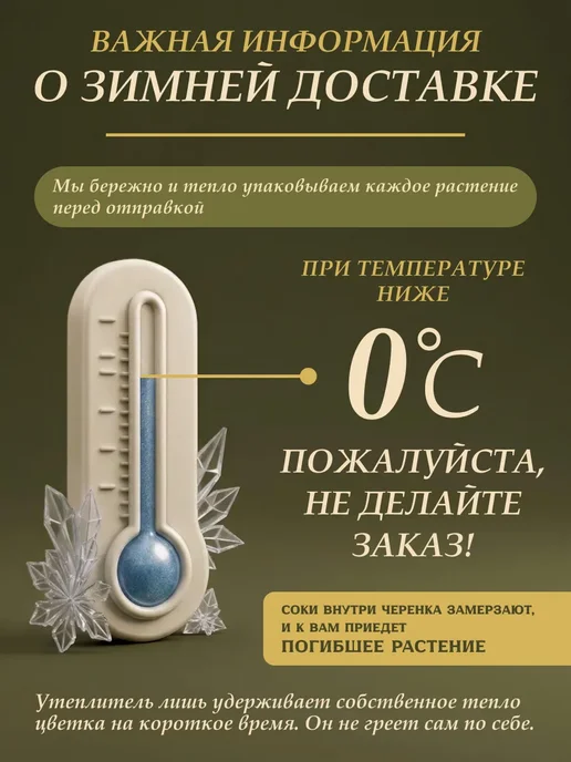 Я ЧЕРЕНОК ЦВЕТОК Традесканция Юникорн живое комнатное растение черенки, бежевый, фото 8