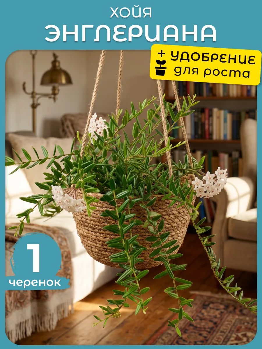 Хойя Энглериана комнатное растение черенки