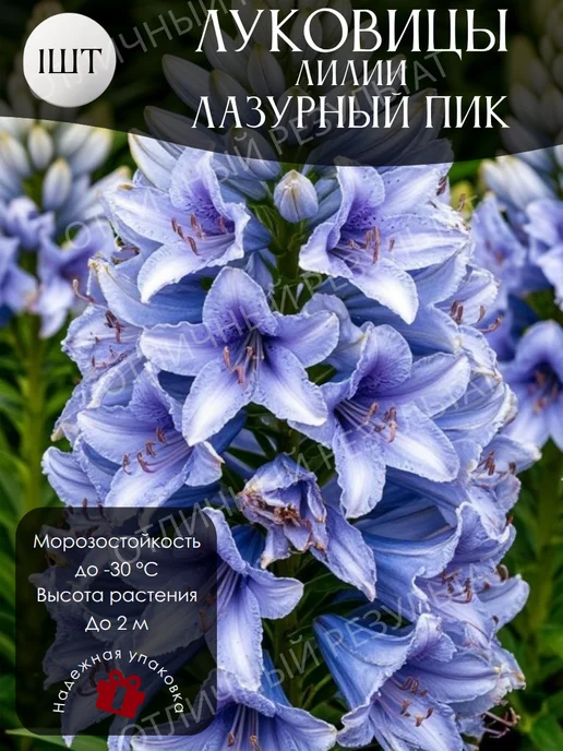Луковицы Лилии Пирамидальной Лазурный Пик, вариант