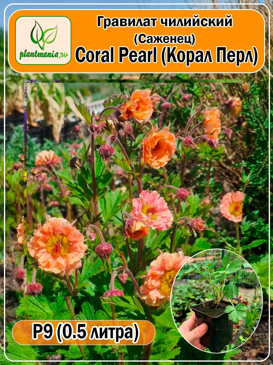 Гравилат чилийский Coral Pearl (Корал Перл) P9