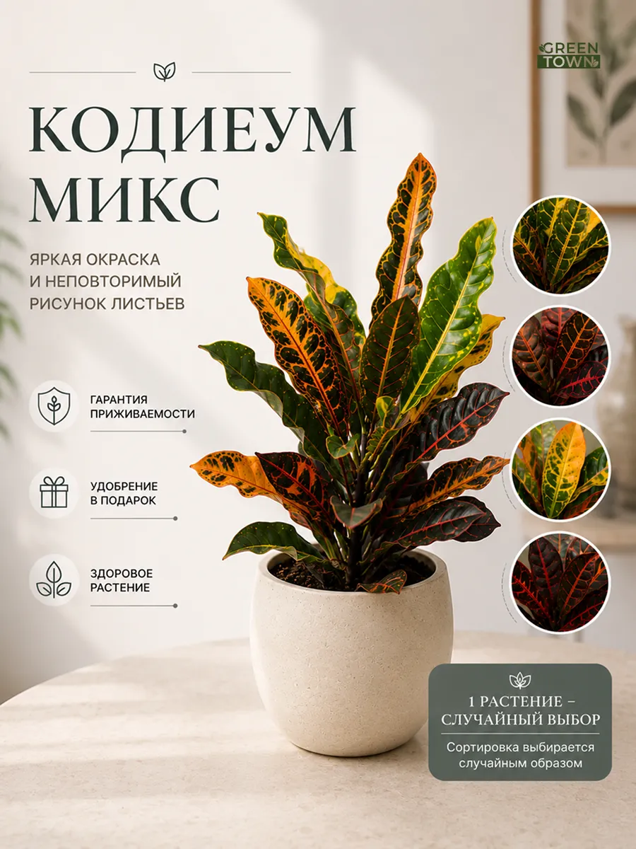 Кодиеум Микс сортов живое растение