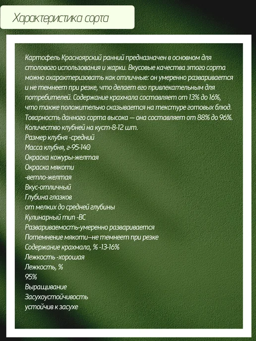 Картофель Красноярский ранний, красный, фото 3
