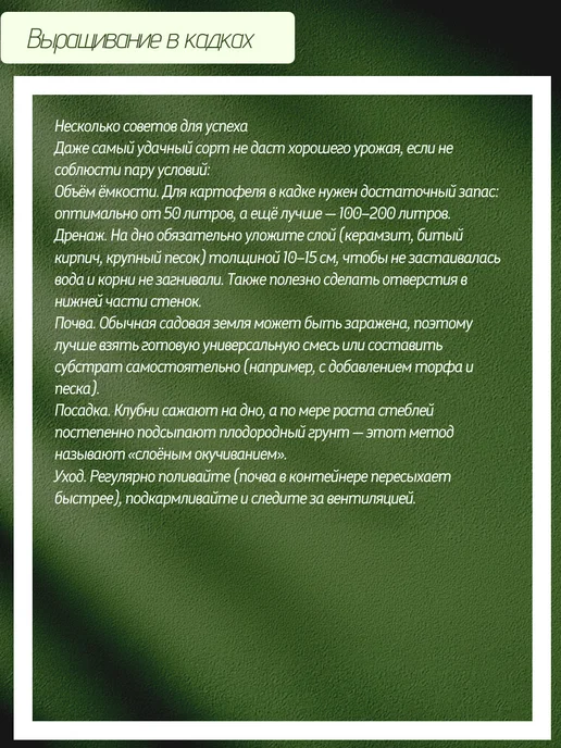 Картофель Красноярский ранний, красный, фото 4