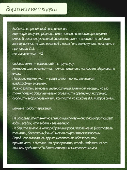 Картофель Красноярский ранний, красный, фото 5