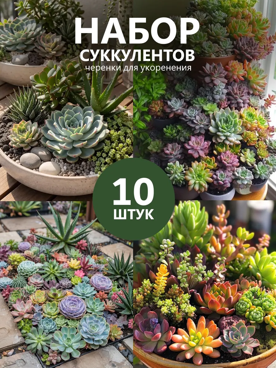 Суккуленты живые Листики Микс набор Черенков, 10 шт