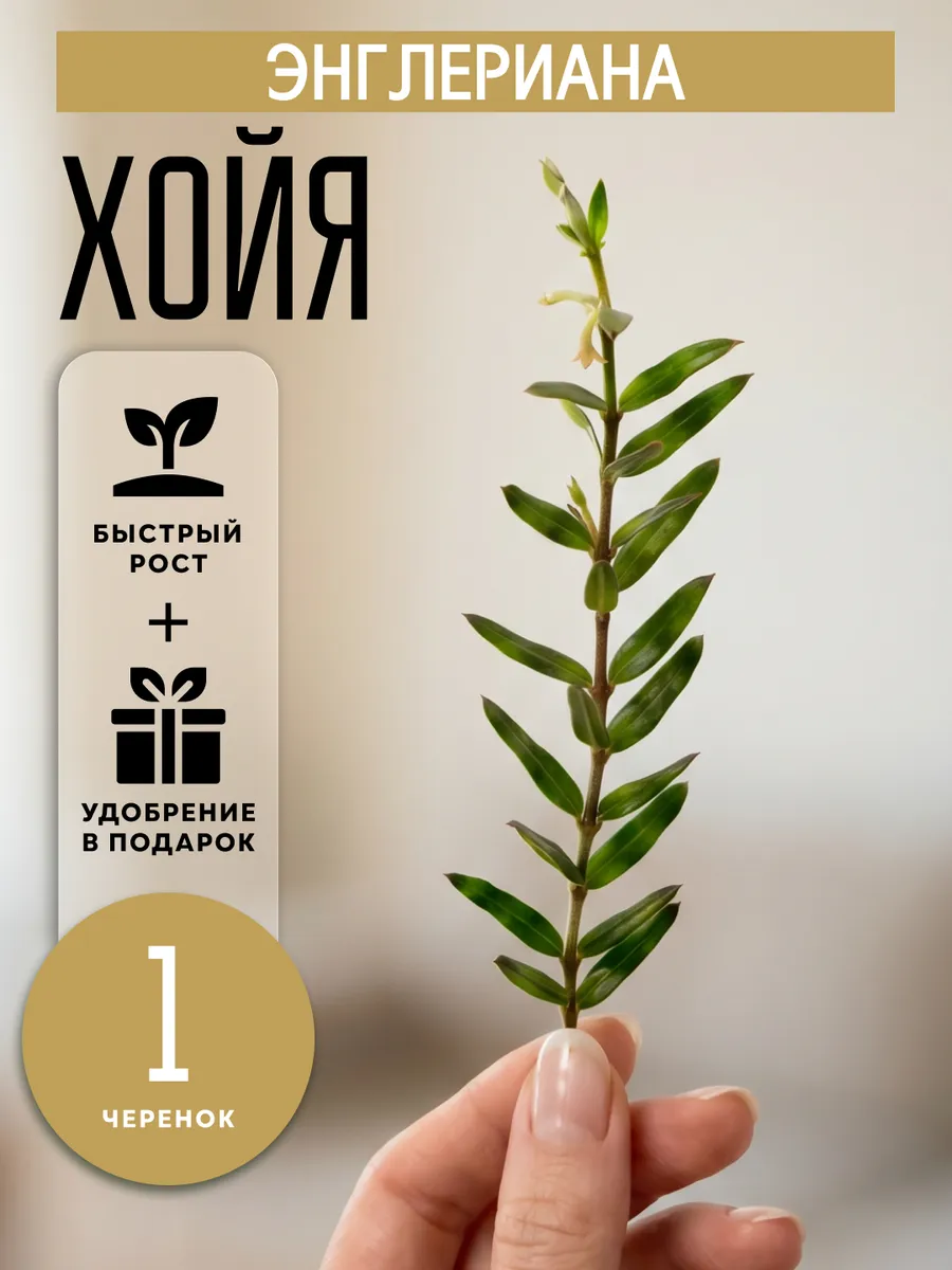 Хойя Энглериана живое комнатное растения черенки 1 шт